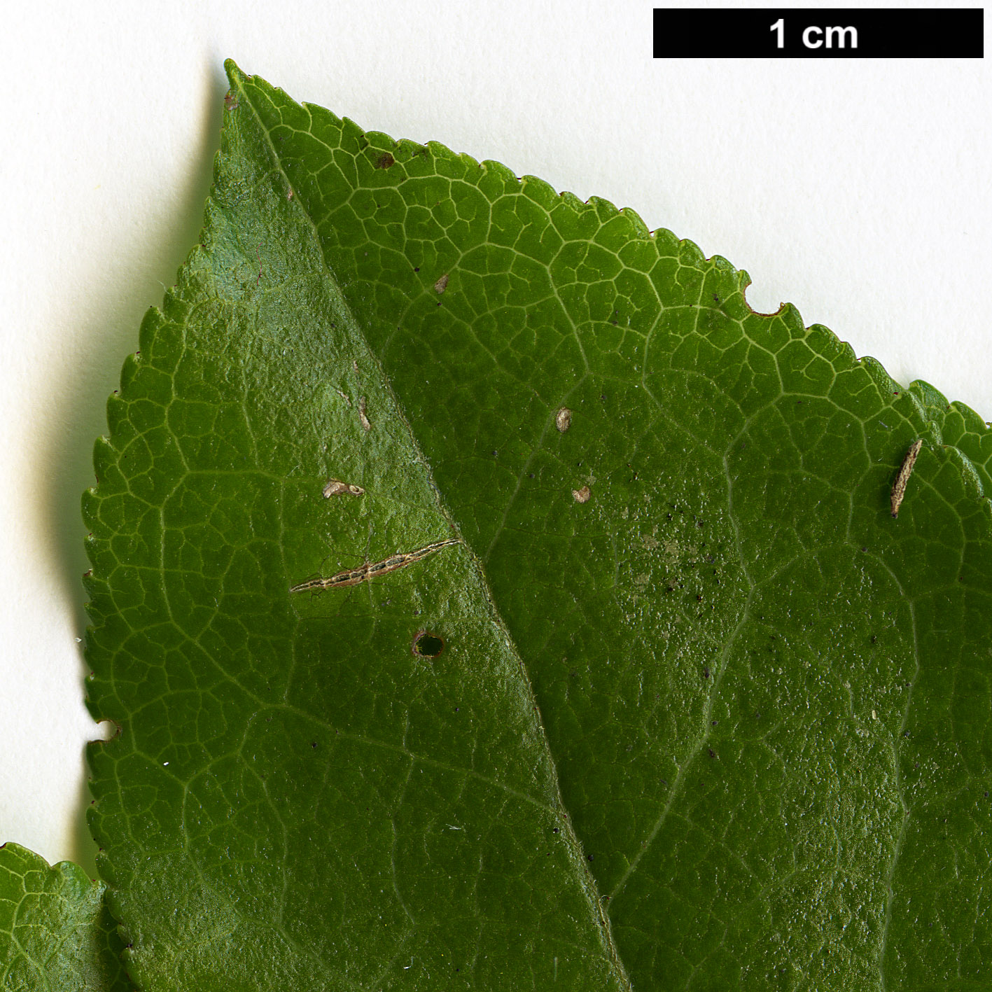 High resolution image: Family: Ericaceae - Genus: Vaccinium - Taxon: cylindraceum